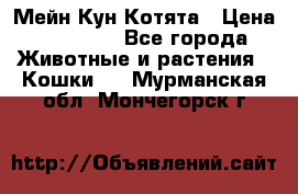 Мейн Кун Котята › Цена ­ 15 000 - Все города Животные и растения » Кошки   . Мурманская обл.,Мончегорск г.